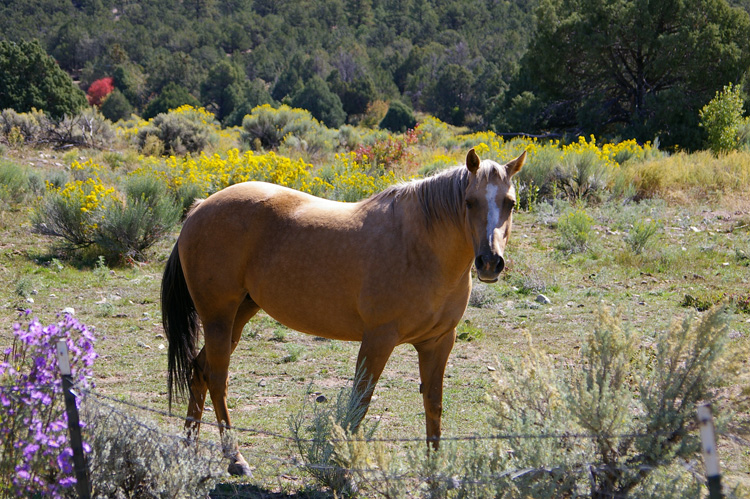 The nicest big brown horse I ever did see.