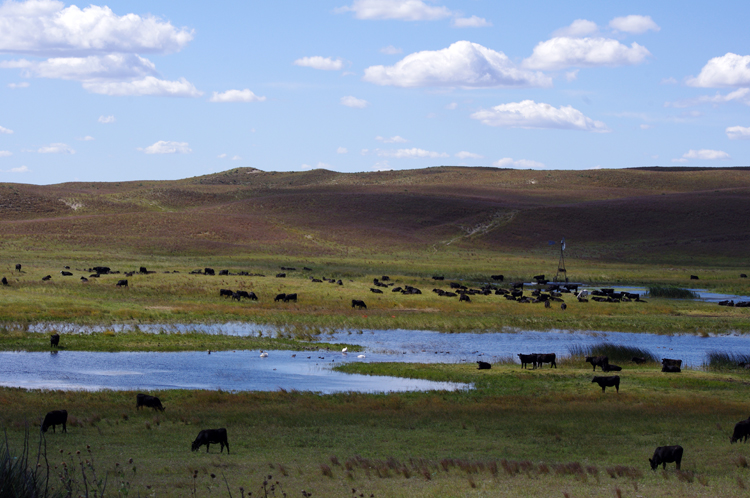 Migrating swans and ducks mingle with cattle in the Nebraska Sandhills