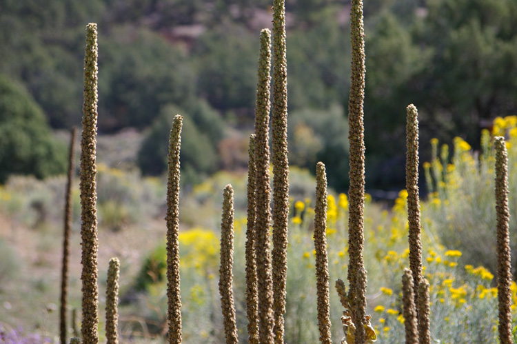 Mullein stalks near Taos, New Mexico