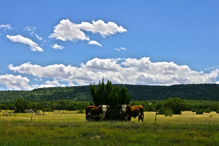 Mora County, NM bulls beside the road