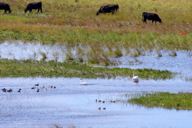Swans, ducks, and cattle in the Sandhills of Nebraska