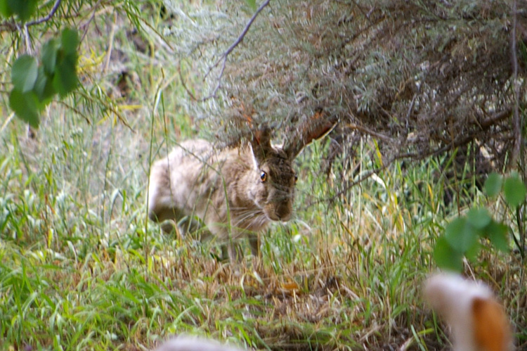 The jackrabbit loves apricots but hates being watched.