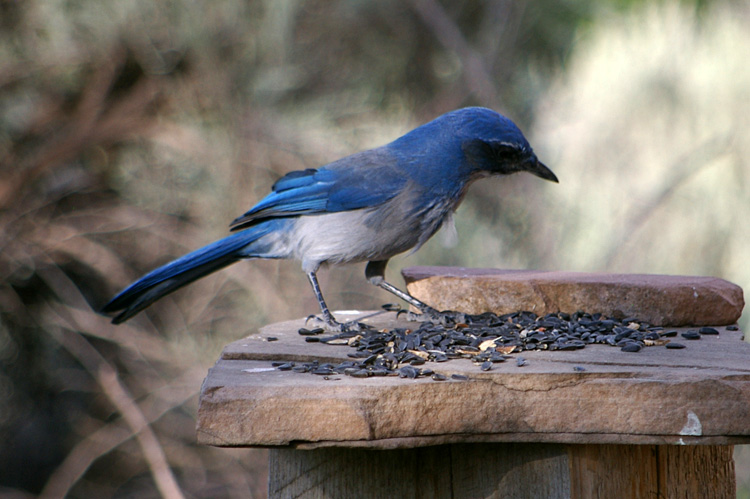 A very blue scrub jay!