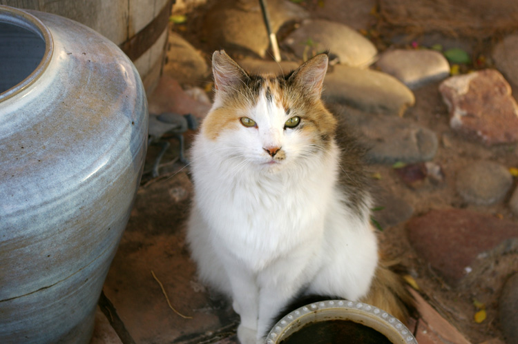 Callie the Wonder Cat lives in Taos, New Mexico, U.S.A.